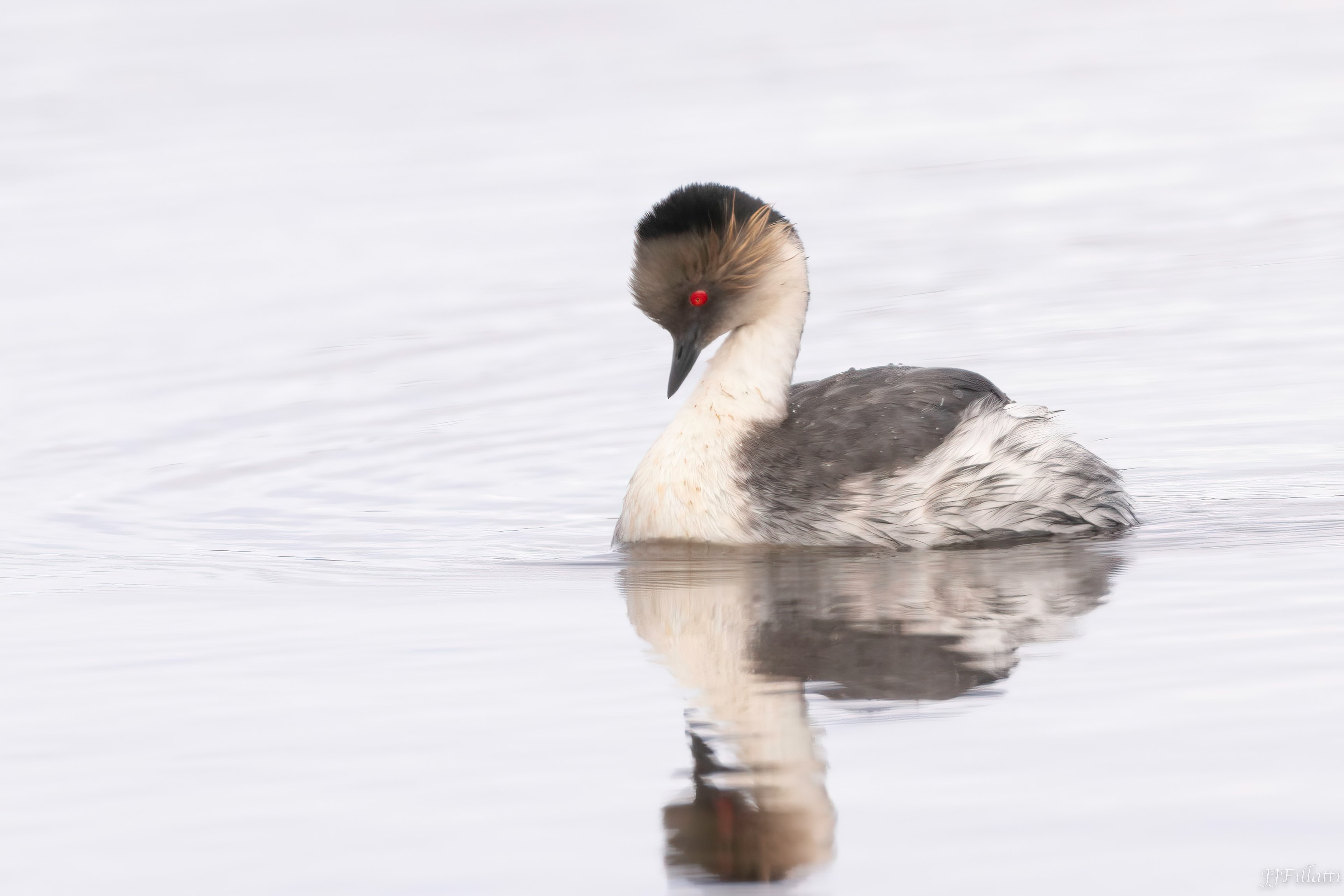 bird of the falklands image 83